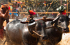Buffaloes race, but not for a prize